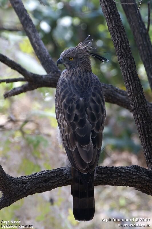 Changeable Hawk-Eagle