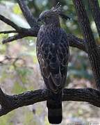 Changeable Hawk-Eagle