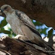 Changeable Hawk-Eagle