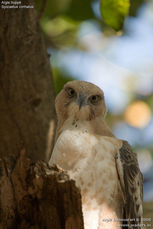 Aigle huppé