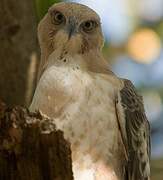 Changeable Hawk-Eagle