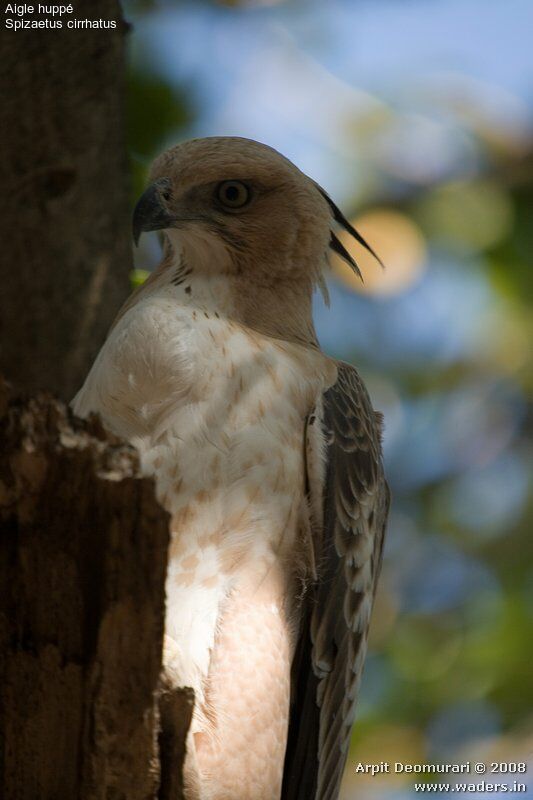 Aigle huppé