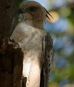 Changeable Hawk-Eagle