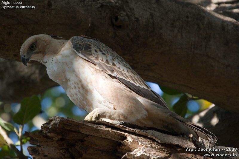 Changeable Hawk-Eagle