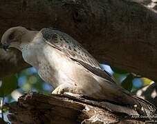 Changeable Hawk-Eagle