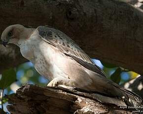 Aigle huppé