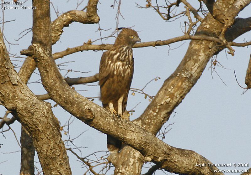 Changeable Hawk-Eagle