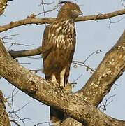 Changeable Hawk-Eagle