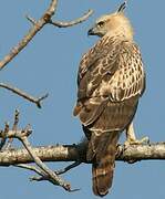 Changeable Hawk-Eagle