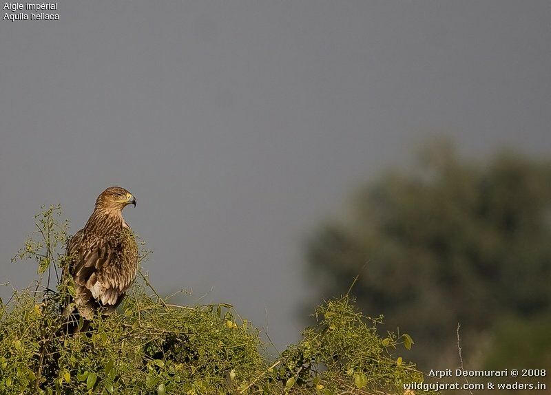 Eastern Imperial Eaglejuvenile