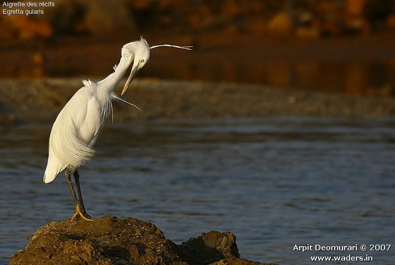 Western Reef Heron