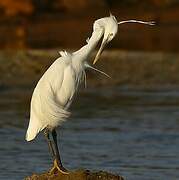 Western Reef Heron