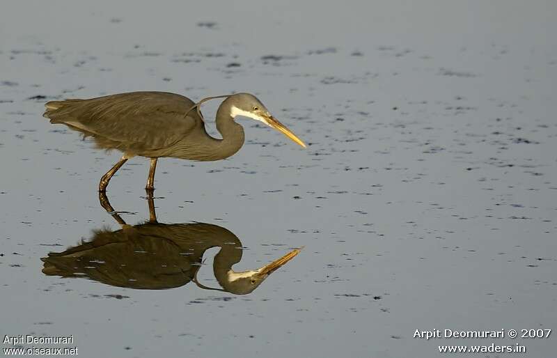 Aigrette des récifsadulte nuptial, habitat, pêche/chasse