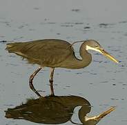 Western Reef Heron