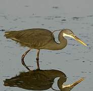 Aigrette des récifs