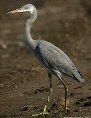 Aigrette des récifs