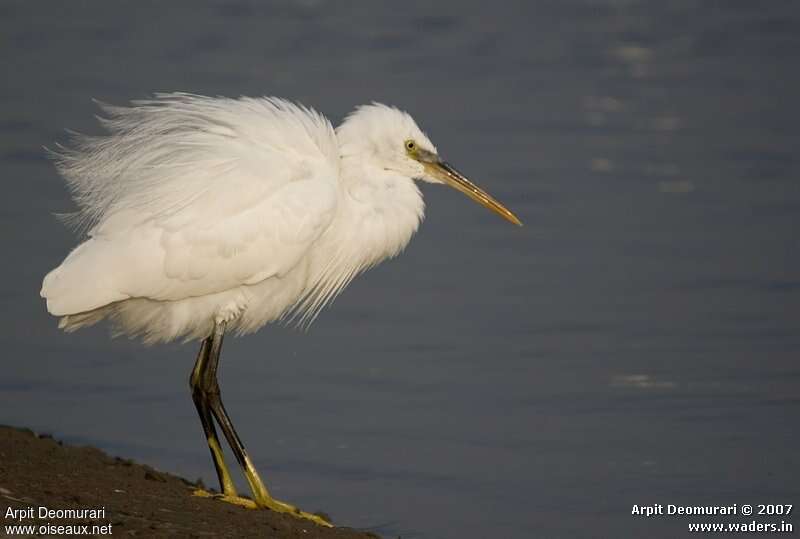 Aigrette des récifsadulte nuptial, identification