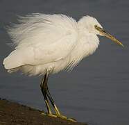 Western Reef Heron