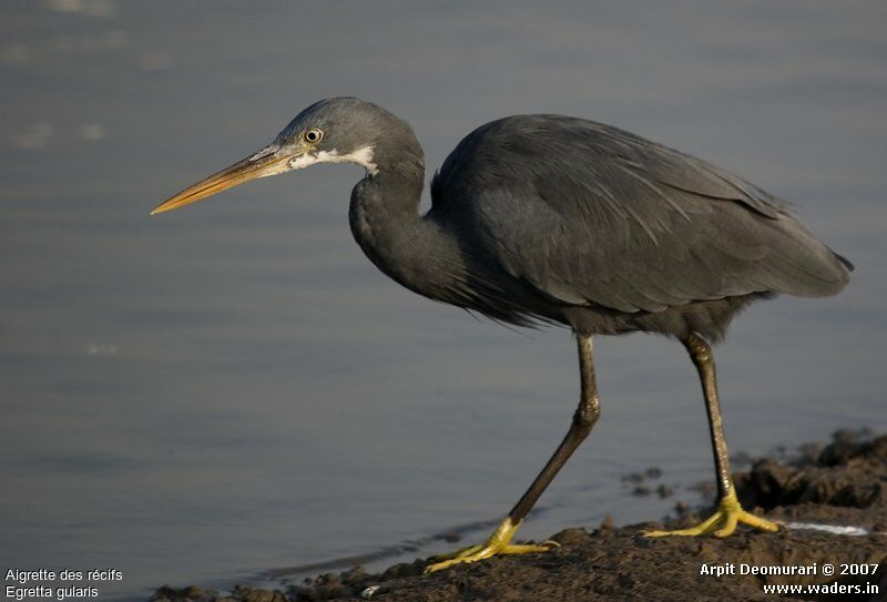 Western Reef Heron