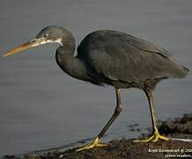 Western Reef Heron