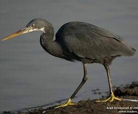 Aigrette des récifs