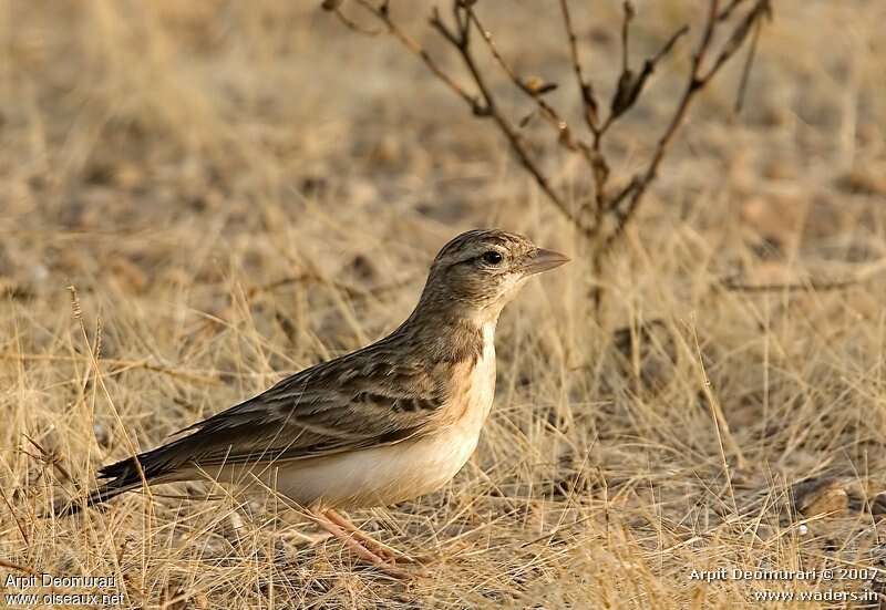 Greater Short-toed Lark, identification