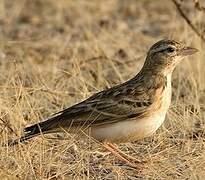 Greater Short-toed Lark