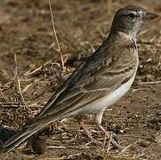 Greater Short-toed Lark