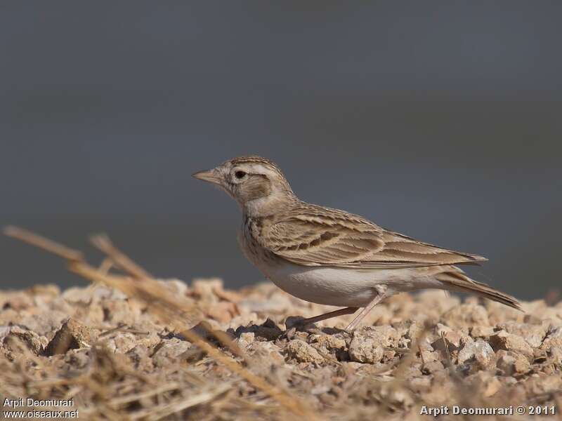 Greater Short-toed Larkadult, identification