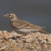 Greater Short-toed Lark