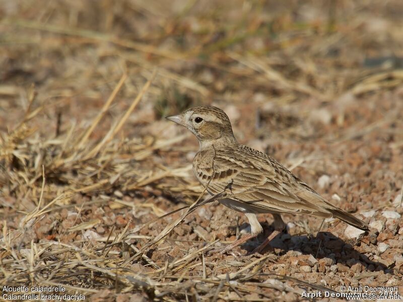 Greater Short-toed Lark