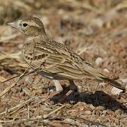 Greater Short-toed Lark