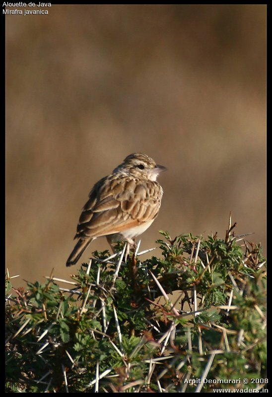 Singing Bush Lark