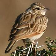 Singing Bush Lark