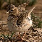 Sand Lark