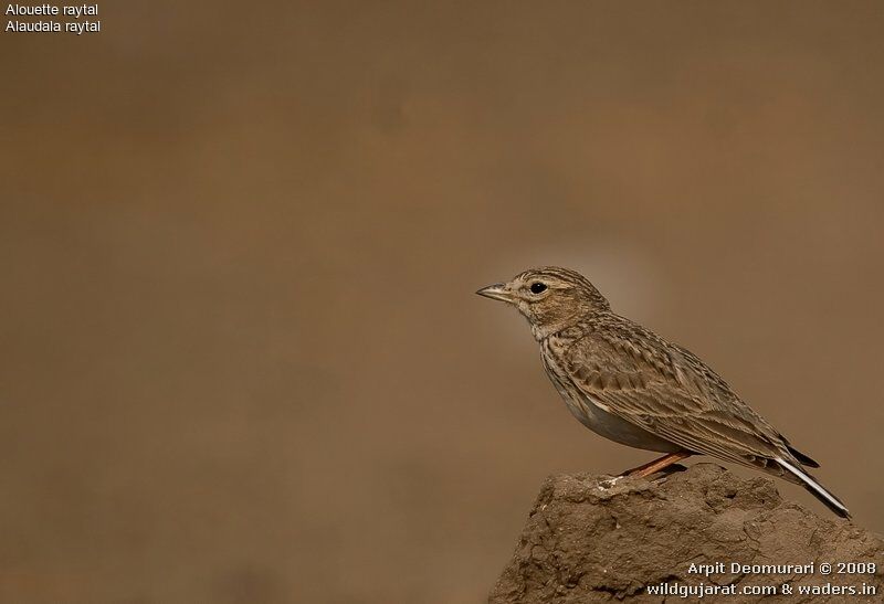 Sand Larkadult breeding