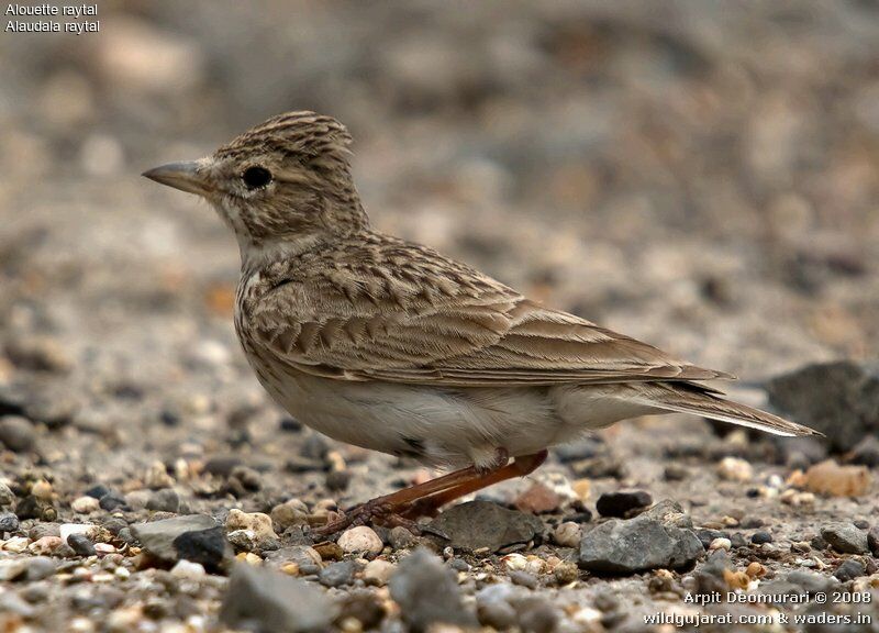 Sand Lark