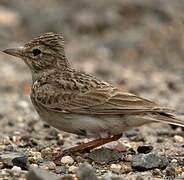 Sand Lark