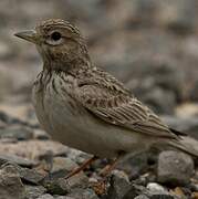 Sand Lark