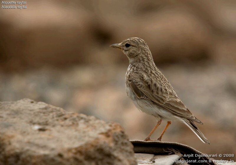 Sand Lark