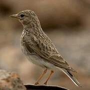 Sand Lark