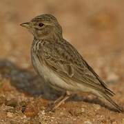 Sand Lark