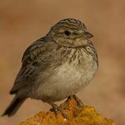 Sand Lark