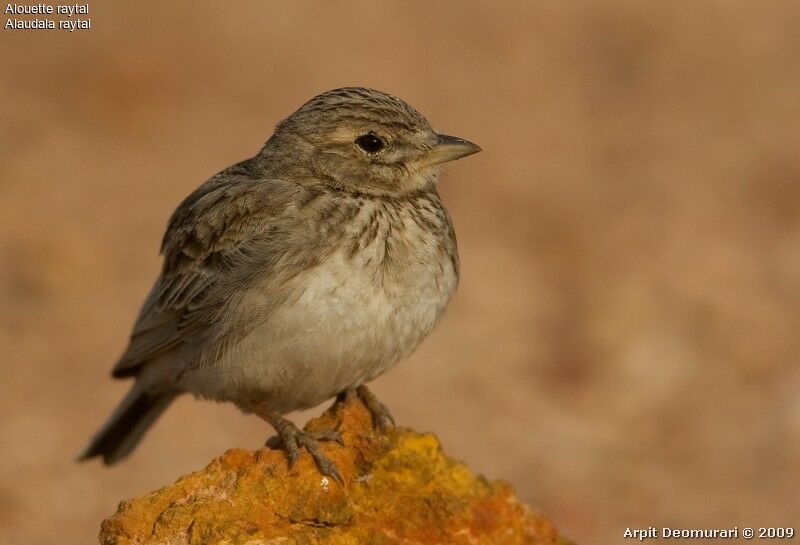 Sand Lark