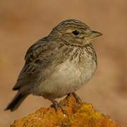 Sand Lark