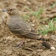 Rufous-tailed Lark