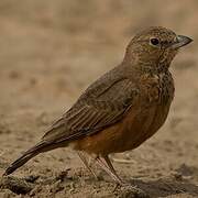 Rufous-tailed Lark