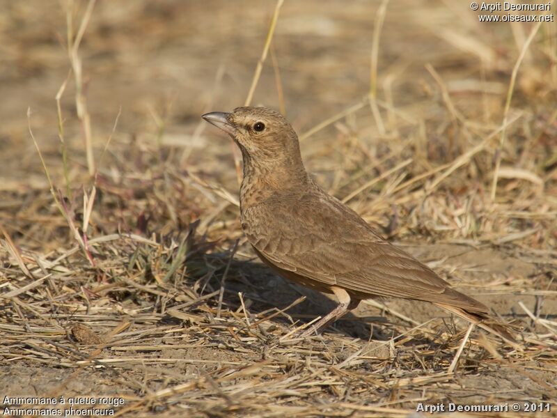 Rufous-tailed Lark