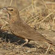 Rufous-tailed Lark