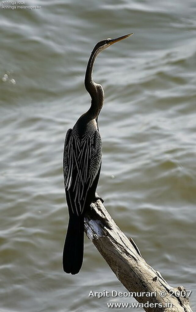 Anhinga roux